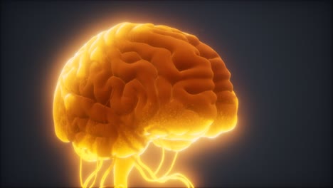animated-model-of-human-brain
